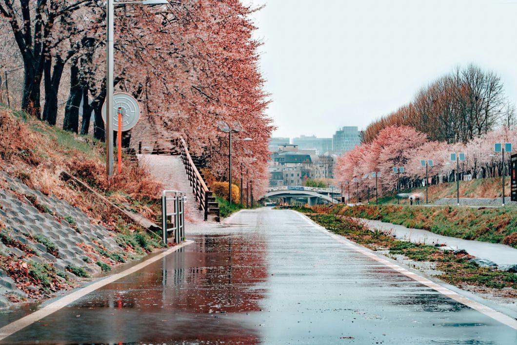 Pemandangan tenang di pinggir sungai Korea, merepresentasikan kemudahan akses informasi wellness, beauty, dan medical tourism lewat website terpadu Korea Tourism Organization.